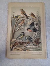 Chromolithographie / Druck Singvögel 1 Bis 4 Brockhaus Komversation 14. Auflage