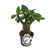 Exotenherz - Mini-Wüstenrose, Adenium obesum, Überraschungsfarbe 5,5 cm Topf