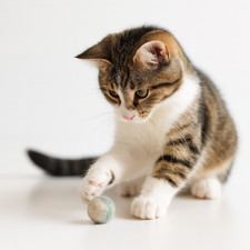 5er Set handgefertigte Filzbälle, Filzeier, Filzsteine I Katzenspielzeug