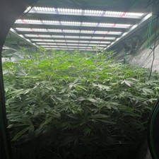 6500w Full Spectrum LED Grow Light 8bars Dimmable w/Samsung Chips Hydroponics