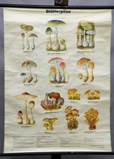 Schulwandbild Lehrtafel Rollkarte Poster Blätterpilze Standort Fundzeit