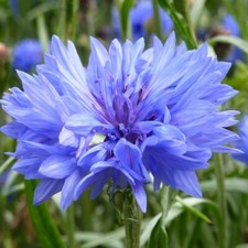 500 Samen Blaue Kornblume