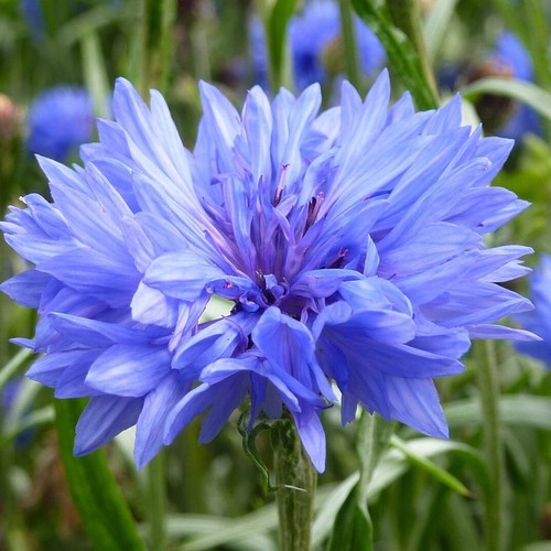 500 samen blaue kornblume - 500,