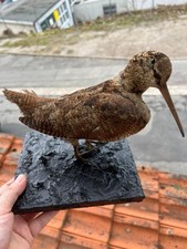 Waldschnepfe Tierpräperat
