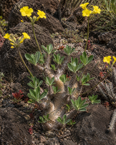 Pachypodium horombense 20 - pachypodium, horombense,