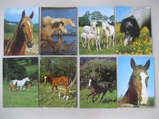 8 Postkarten Ansichtskarten Pferd Pferde Warmblut Polenfuchs Palominos Vollblut
