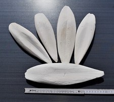 Auswahl Sepiaschalen XXL / ca