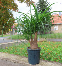 Elefantenfuß Beaucarnea