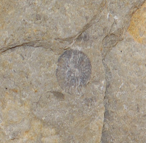 Goniatit entogonites - goniatit,,