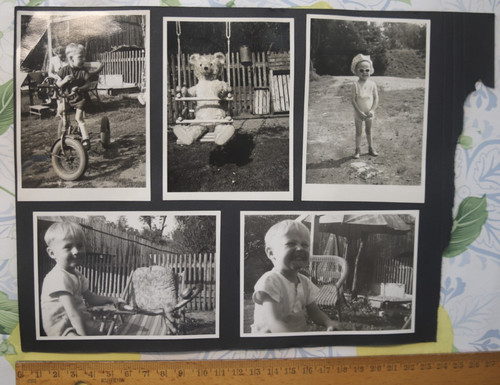 10x foto junge bär - ddr, garten