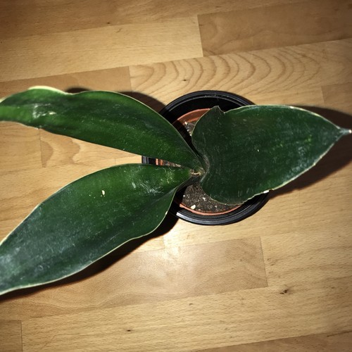 Sansevieria black diamond - sansevieria,