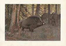 Wildschwein Schwarzwild