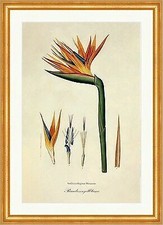 Paradiesvogelblume Strelitzia Papageienblume Südafrika Blau Redoute 104 Gerahmt