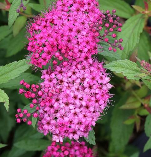 10x roter sommerspierstrauch - 10x,
