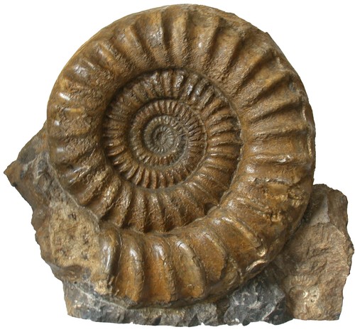 Lias standstück arietites - lias,