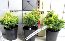 Cryptomeria japonica,   Sorte : Vilmorin`s Gold  -seltener kleiner Zwerg-