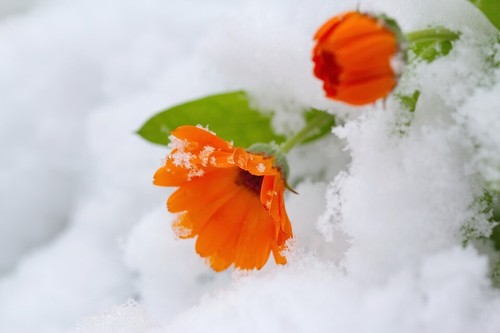 Schneekrokusse orange krokusse - orange,