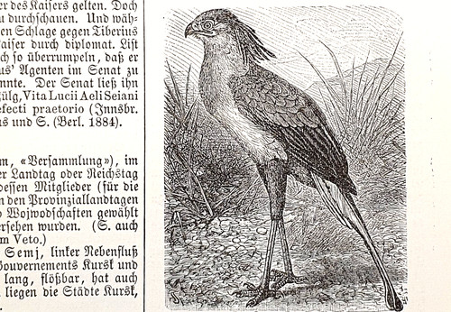 Alte lithographie sekretär - alte, lithographie,