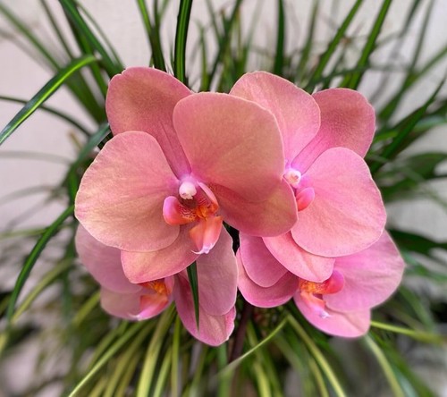 Orchidee phalaenopsis phal - phalaenopsis,