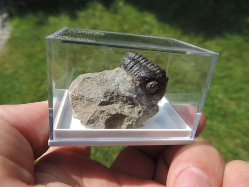 Schöner trilobit gerastos - -,