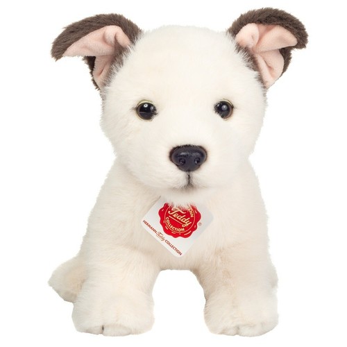 Russell welpe von - russell, teddy