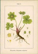 Lithographie : Hacquetie