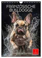 Französische Bulldogge - ein
