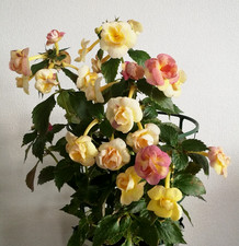 Achimenes (Schiefteller) RF´s Tropicana 3 Rhizome African Violet, Zimmerpfl.