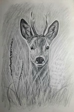 Rehbock  Kohlezeichnung 19 x