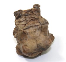 Crinoide,Seelilie, Jimbacrinus