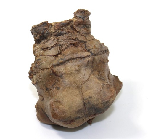 Crinoide seelilie jimbacrinus - crinoide,seelilie,,