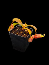 Nepenthes Villosa x Veitchii