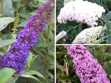 3 Stück verschiedene