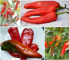 Spitzpaprika Paprika Ungarn rot SAMEN