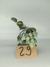 Edelstein bonsai jade - edelstein, baum