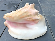 Riesige Queen Conch Muschel