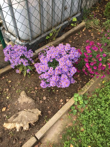 Herbstaster lila aster - 3x,