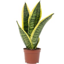 Bogenhanf als Raumluftverbesserer – Sansevieria trifasciata Superba  - 25 cm hoc