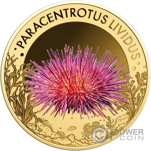 Purple sea urchin - sea,