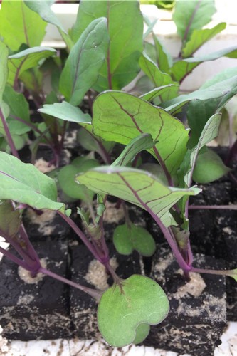 Enseleits kohlrabi rot - enseleits,