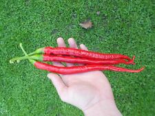 Chili Joes Long Cayenne 10