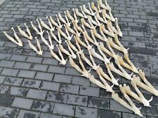 Wildschwein Unterkiefer Schädel Sau Eber Knochen Präparat  2. Wahl Zähne Fehlend