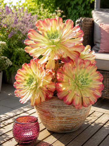 Sale3318 aeonium light - sale3318,