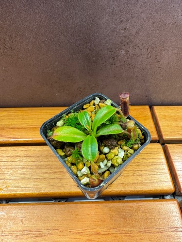 Nepenthes villosa lowii - nepenthes, |
