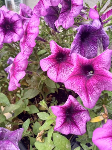 Petunien petunia - *,