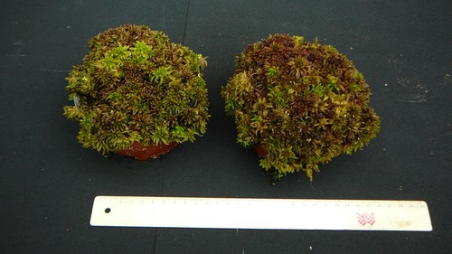 Rötliches sphagnum - rötliches,