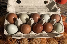 Bruteier Eier Grünleger 10 Stück Bunter Mix