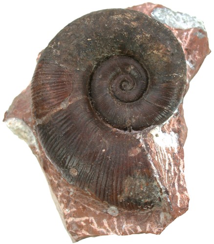 Lias lytoceras aequistriatum - ,