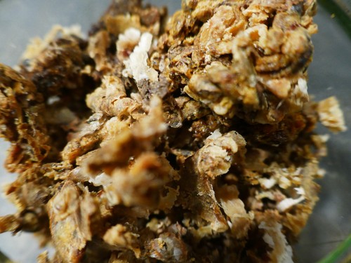 Deutsches roh propolis - deutsches, roh-propolis