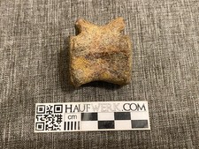 Dinosaurierwirbel von Bactrosaurus aus Usbekistan